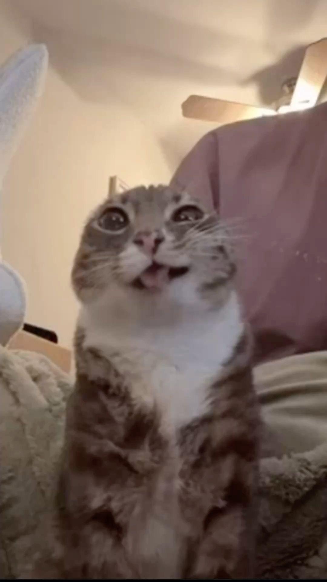 silly cat